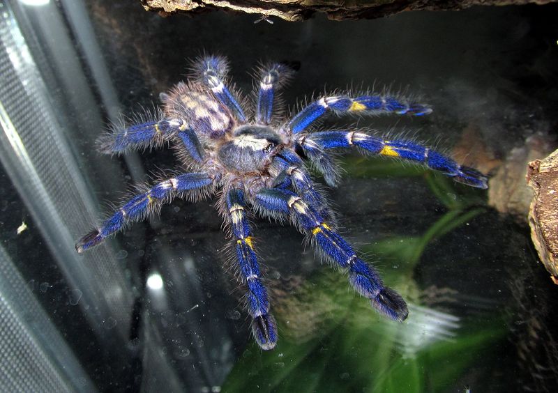 Gooty Sapphire Tarantula