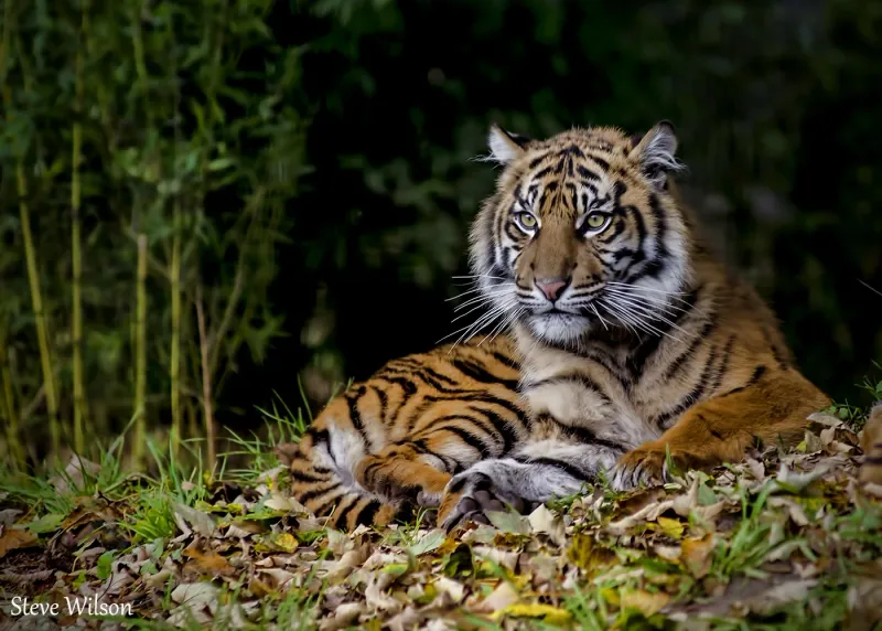 Sunda Island Tiger