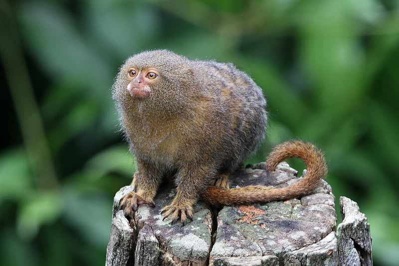 Pygmy Marmoset
