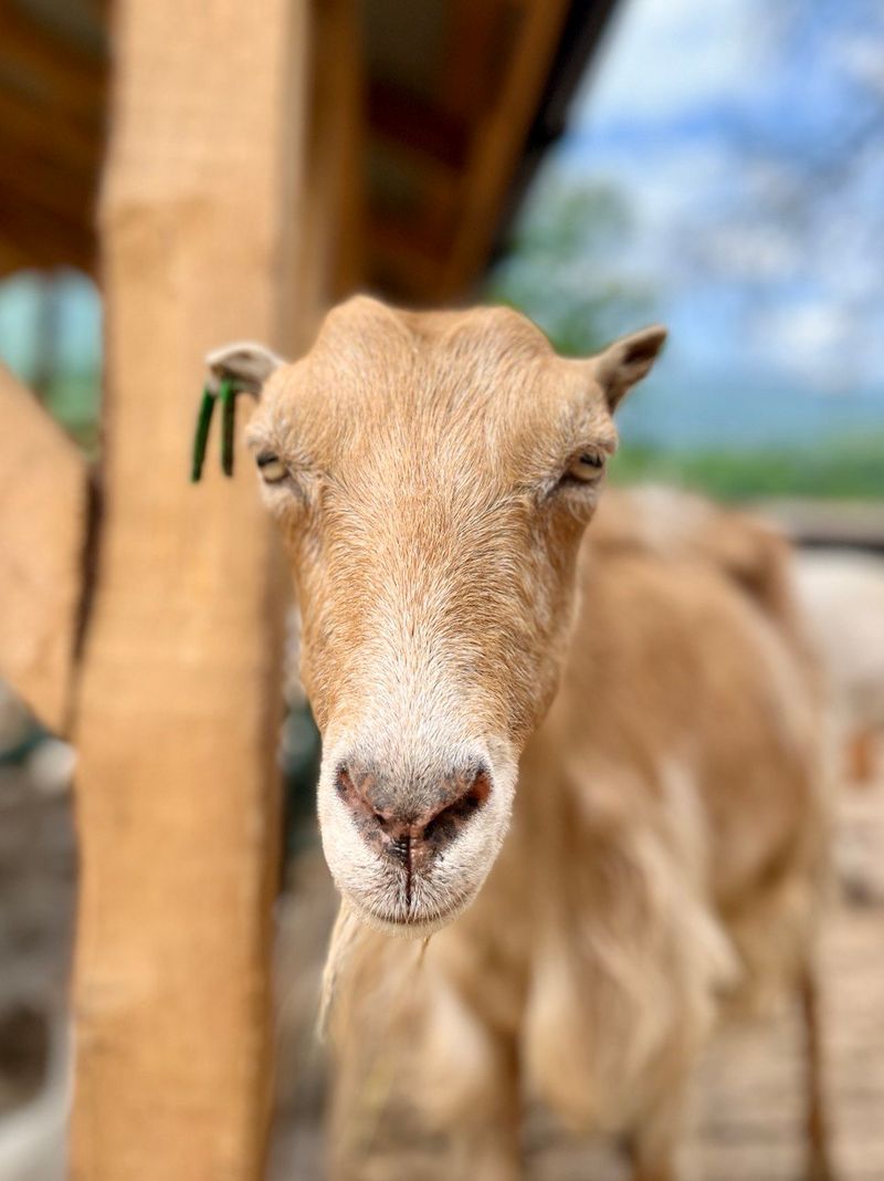 LaMancha