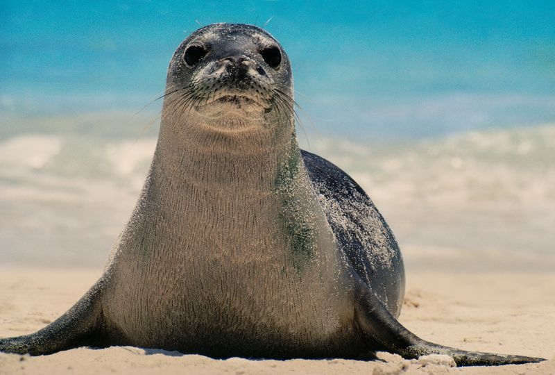 Caribbean Monk Seal