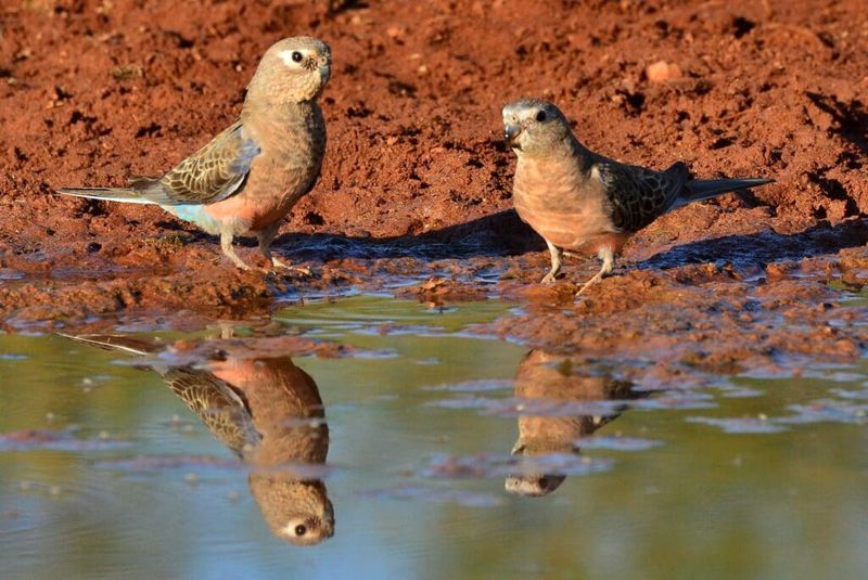 Bourke's Parrot
