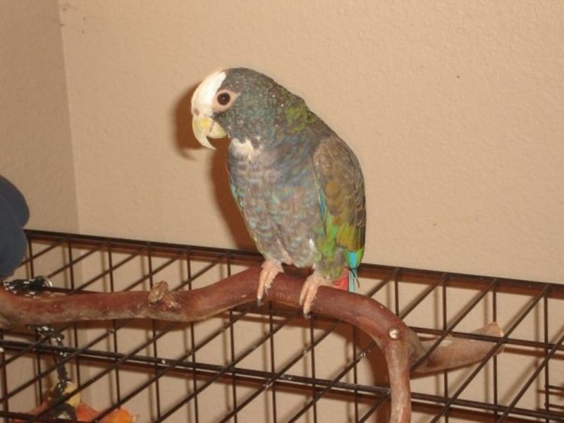 Pionus Parrot