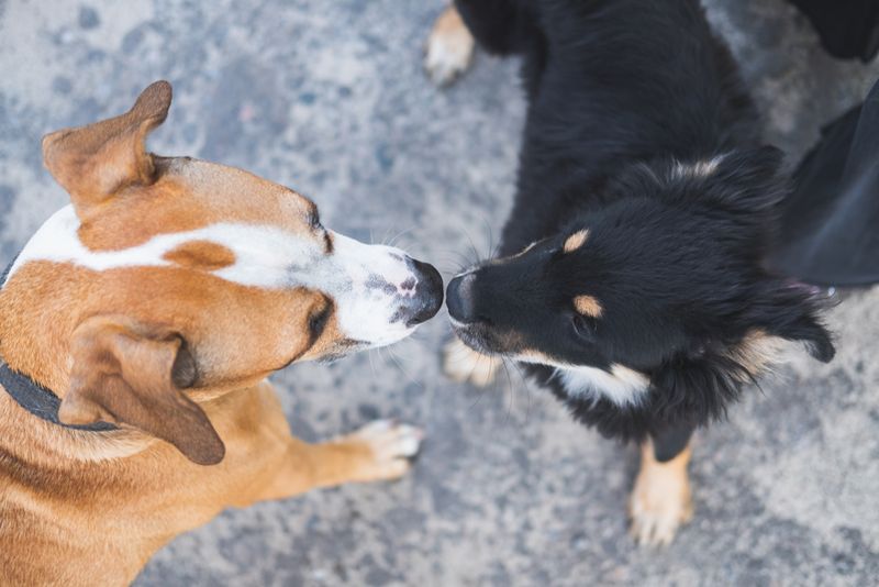 Socialization with Other Dogs