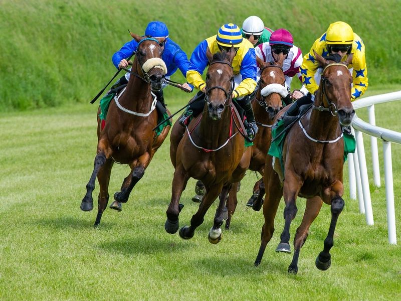 Thoroughbred