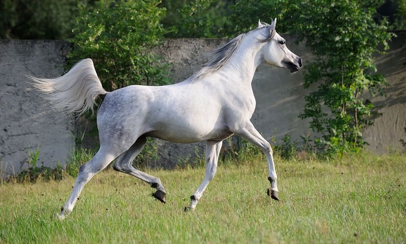 Arabian