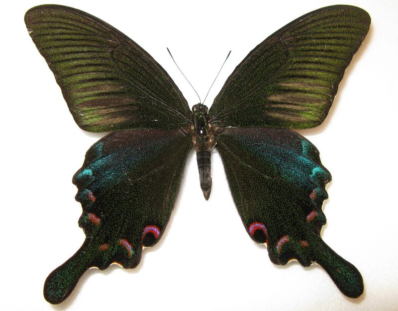 Papilio Chikae