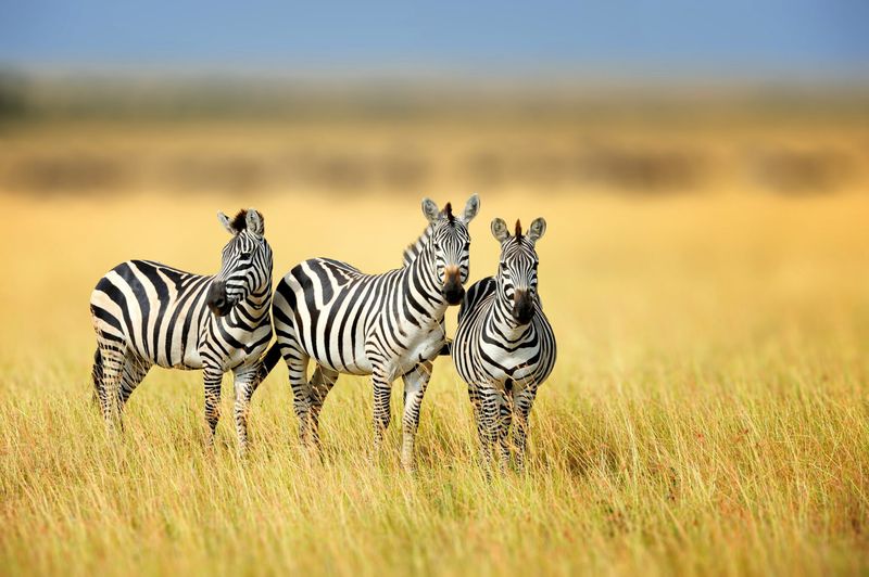 Zebra