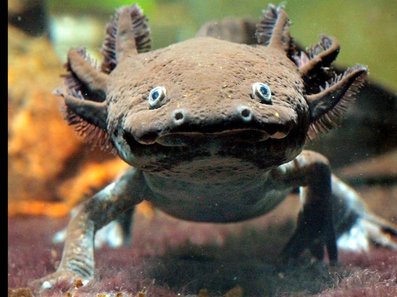 Axolotl