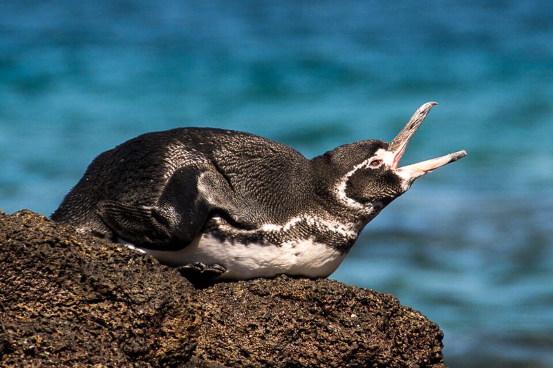 Galápagos Penguin