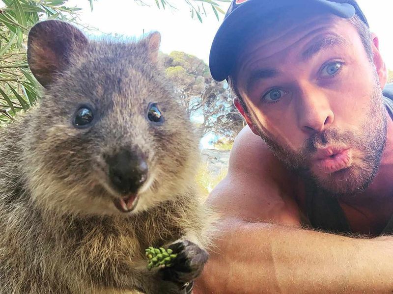 Quokka