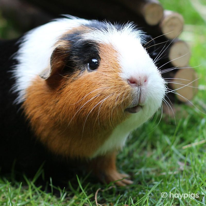 Guinea Pig