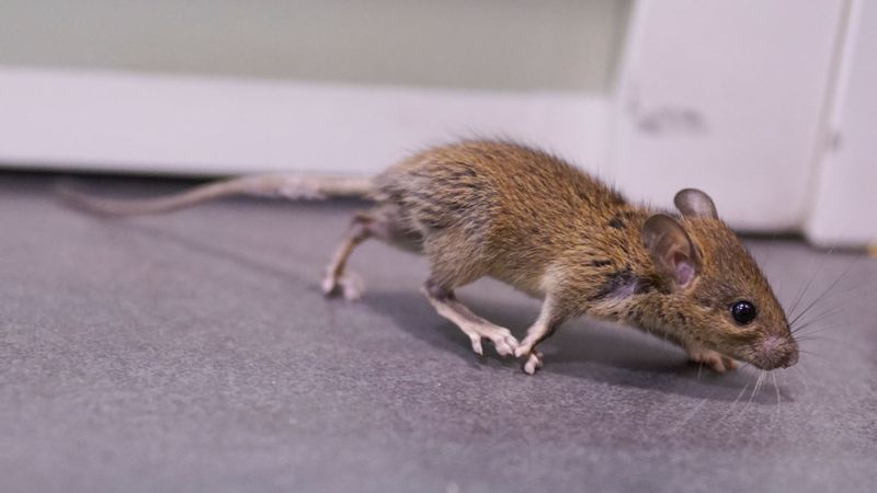 Mouse