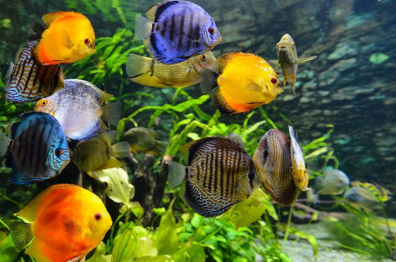 Tropical Fish
