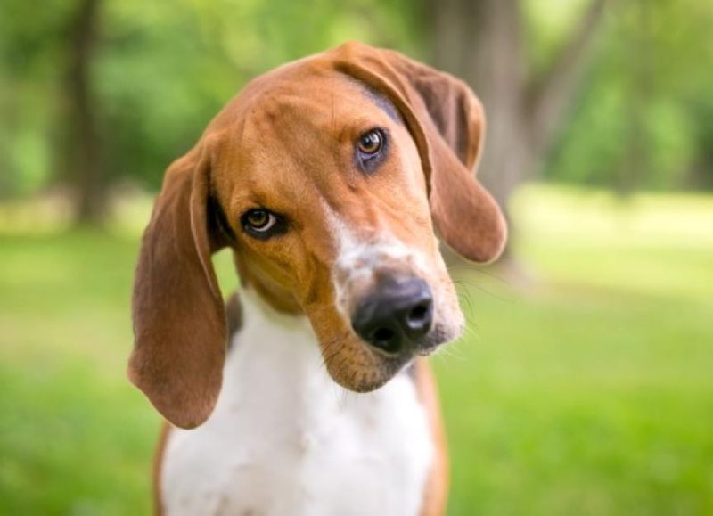 Dog Head Tilting