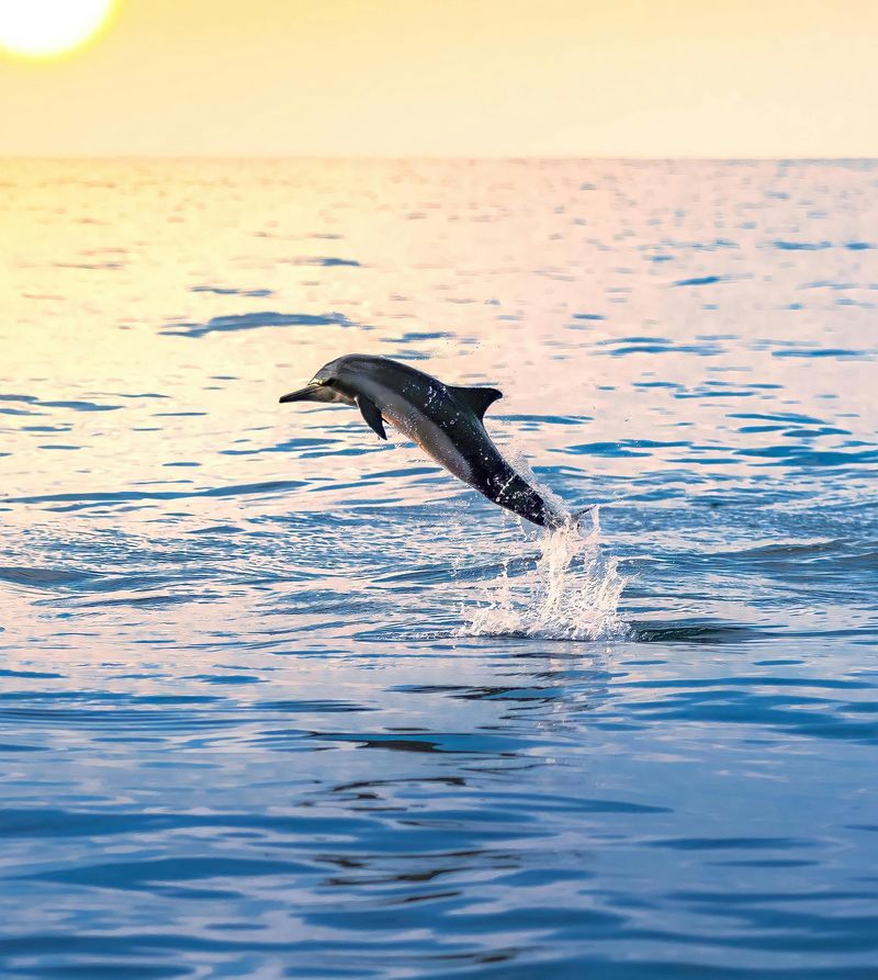 Dolphin Leaping