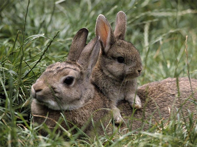 Rabbit