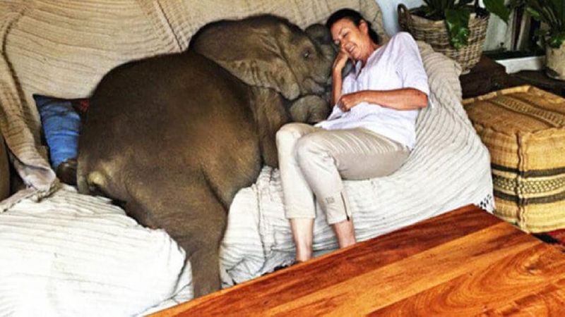Elephants