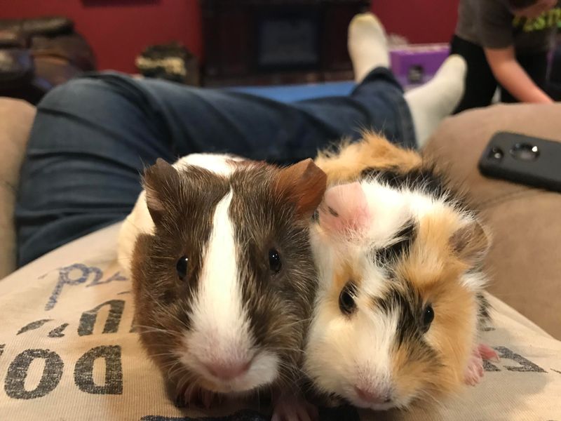 Guinea Pigs