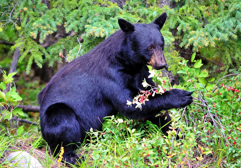 Black Bears
