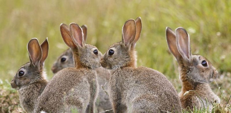 Rabbits in Australia