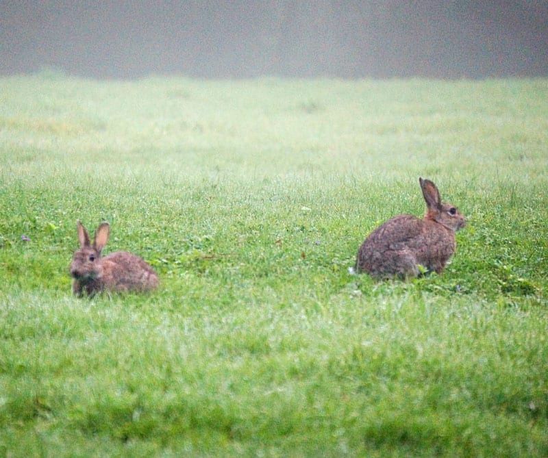 Rabbits