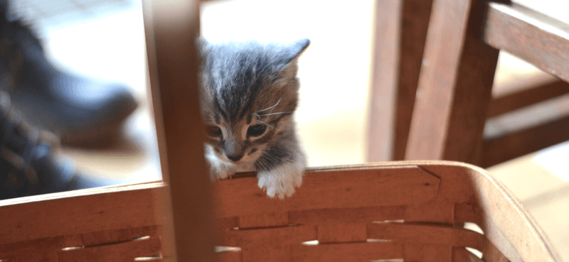 Cats (Barn)