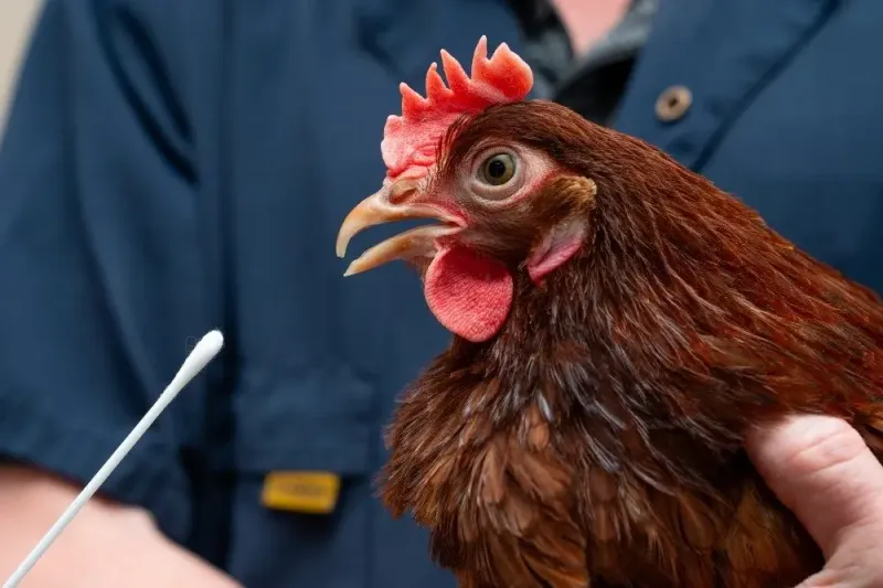 Avian Influenza