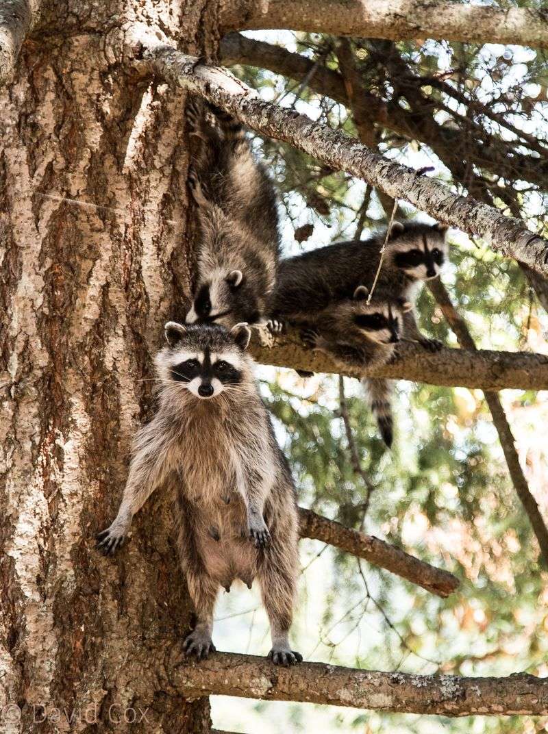 Raccoon