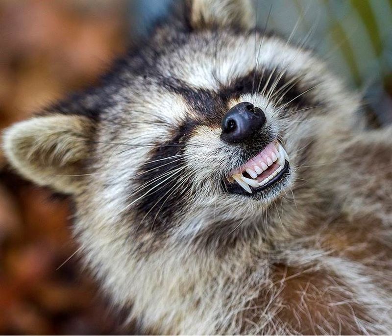 Raccoon