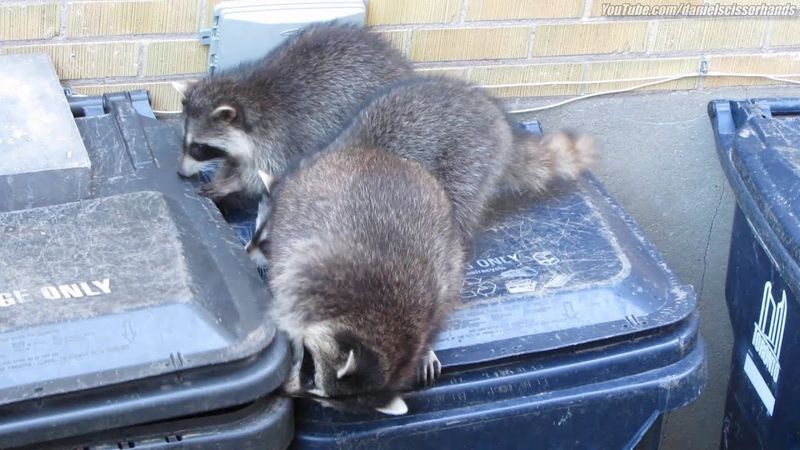 Raccoon