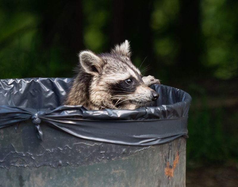 Raccoon