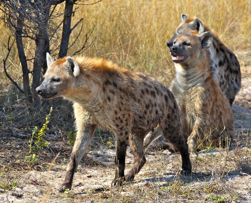 Hyena