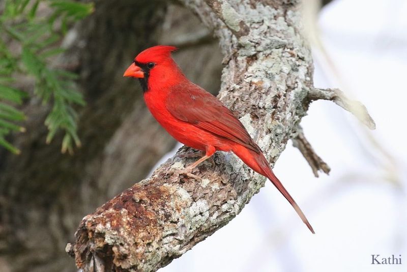 Northern Cardinal