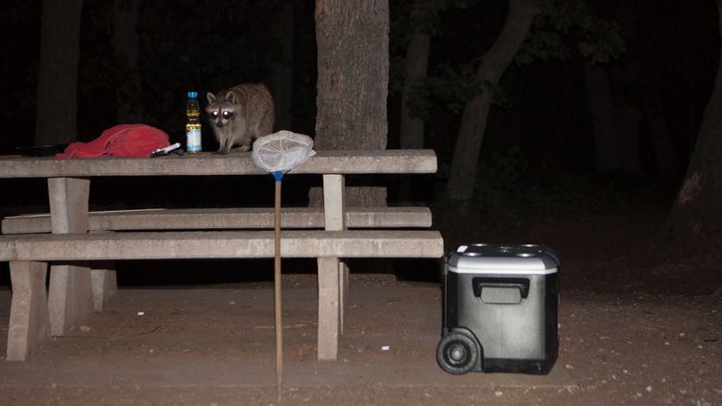 Raccoon
