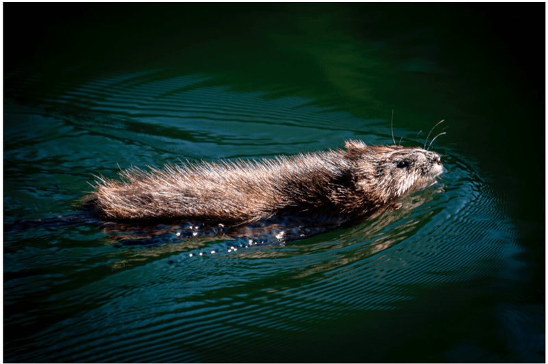 American Beaver