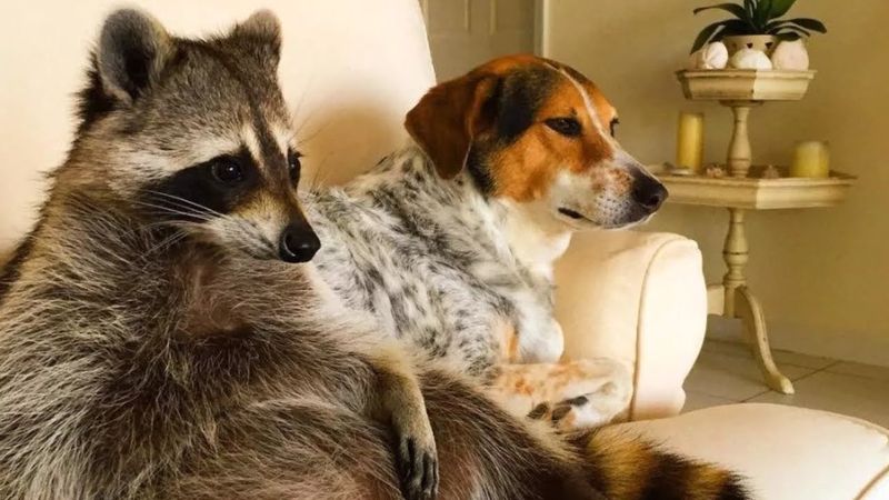 Raccoons