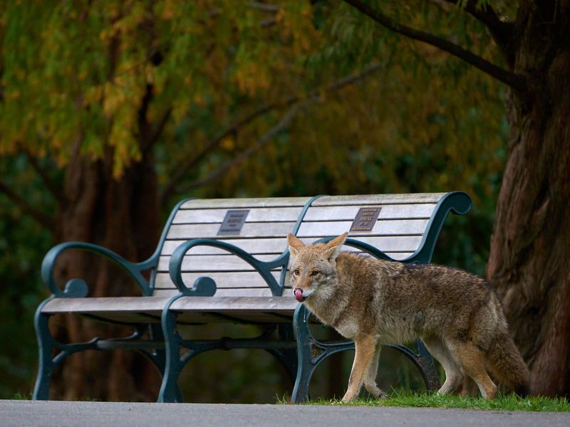Coyotes
