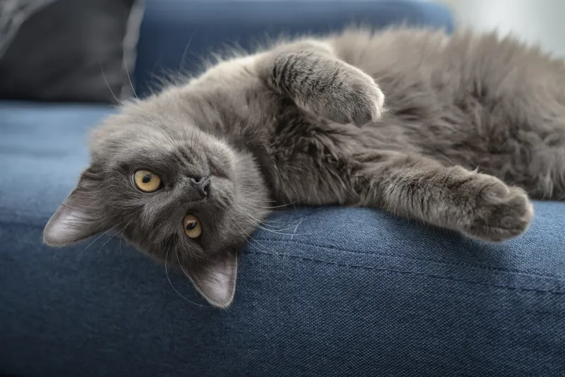 Nebelung