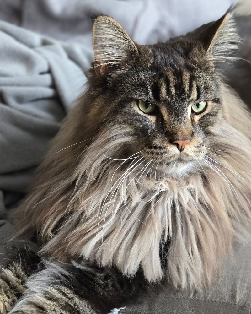Maine Coon