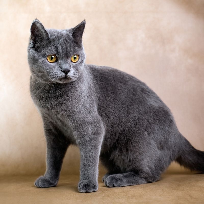 British Shorthair