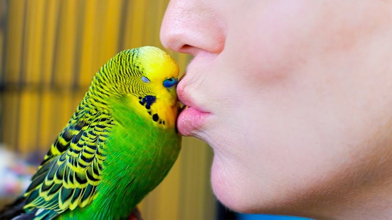 Budgerigar