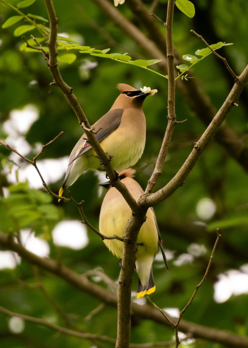 Cedar Waxwing