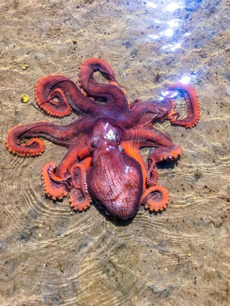 Sand Octopus