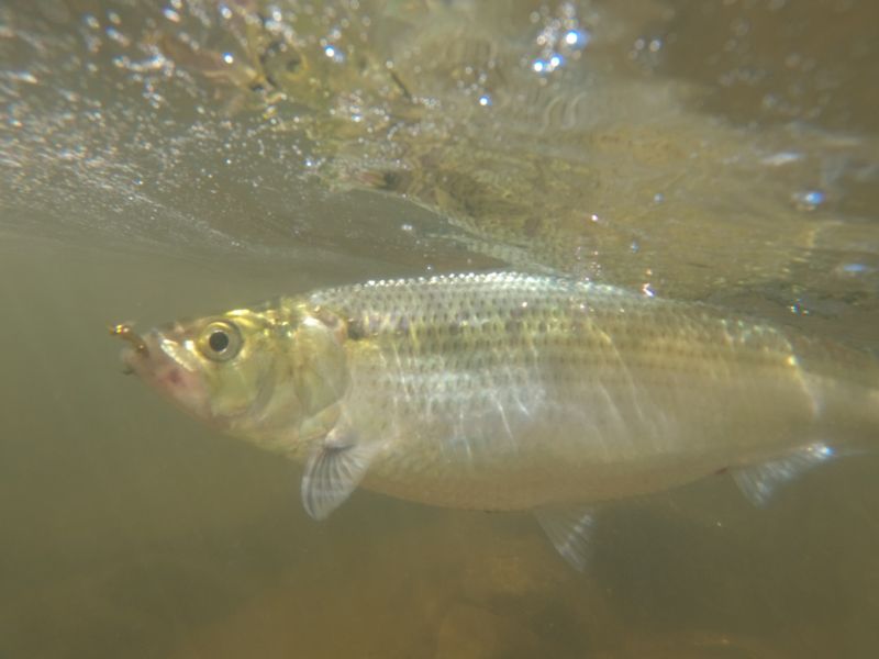 American Shad