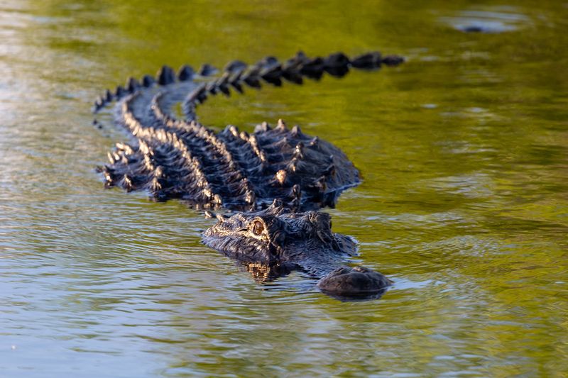 American Alligator