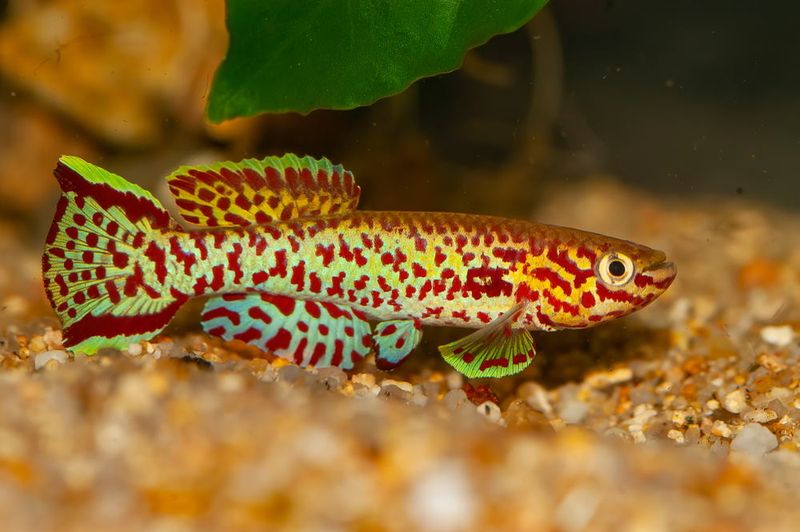 Killifish