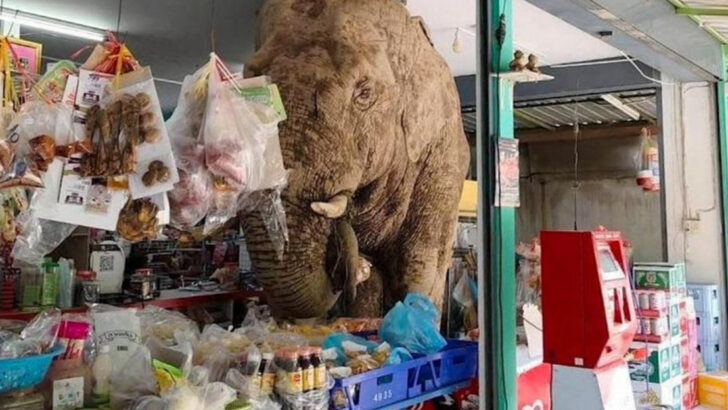 Rampage or Grocery Run? Elephant Walks In, Grabs Snacks, and Leaves a $25 Mess Behind