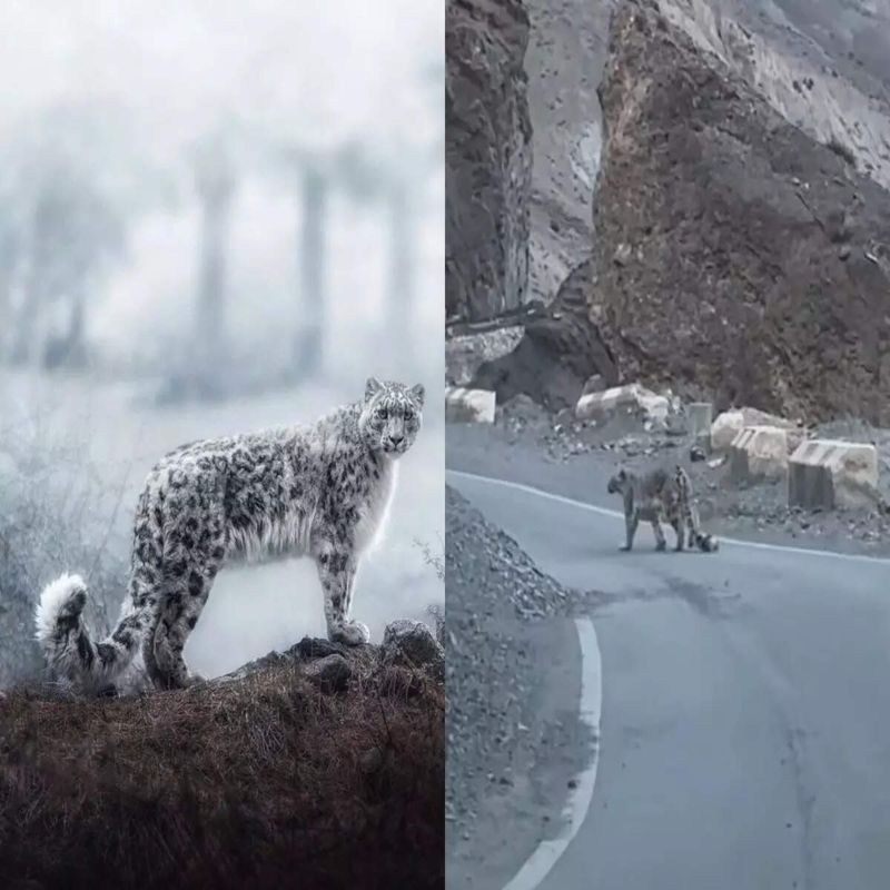 Majestic Stroll