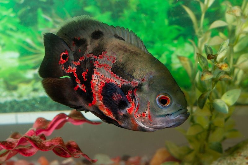 Oscar Fish